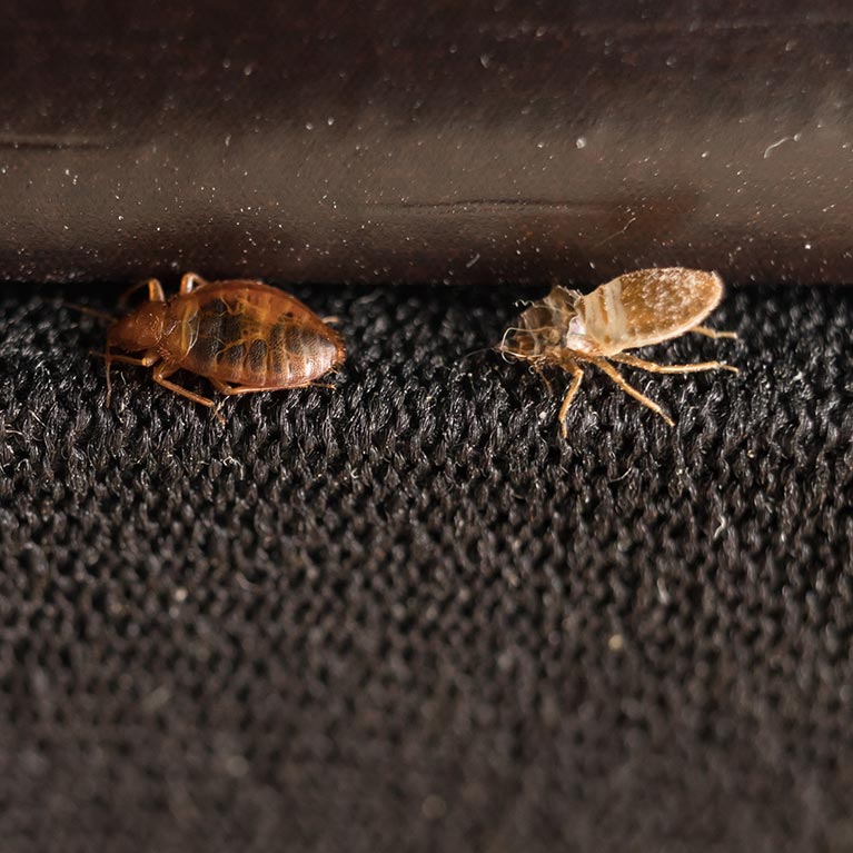 Are You Bunking With Bed Bugs and Dust Mites?