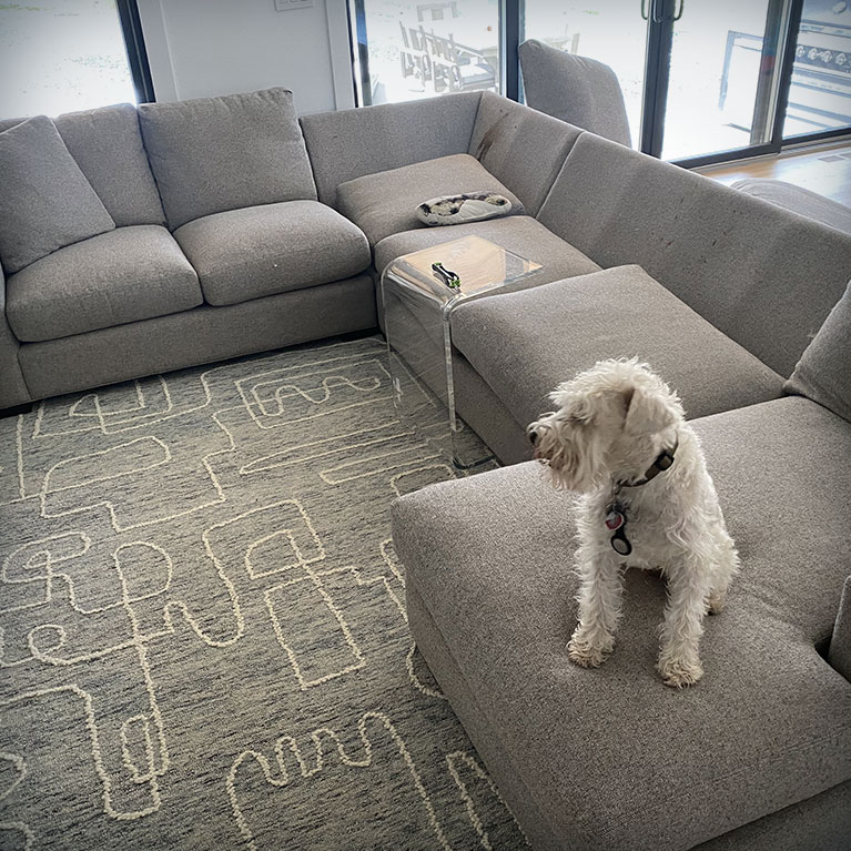 Choosing Upholstery Fabric for Pet-Friendly Homes